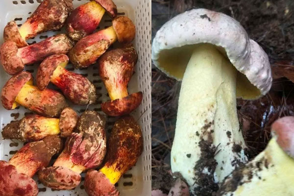 紅蔥、白蔥牛肝菌的區(qū)別，紅蔥牛肝菌可以生吃嗎