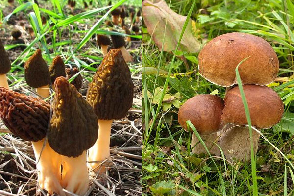 羊肚菌和牛肝菌哪個更好吃 羊肚菌和牛肝菌哪個更好吃