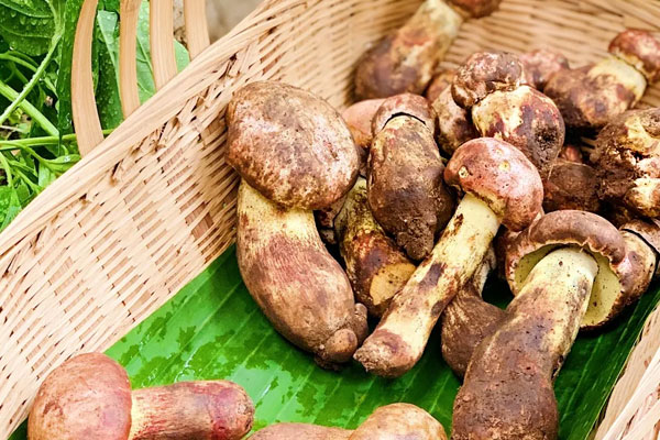 哪幾種牛肝菌可以吃，牛肝菌發(fā)苦能吃嗎