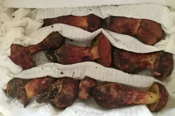 牛肝菌扣蒸著好吃嗎 牛肝菌扣蒸著好吃嗎