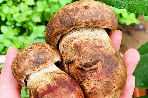 香煎牛肝菌需要焯水嗎，牛肝菌炒之前需要焯水嗎