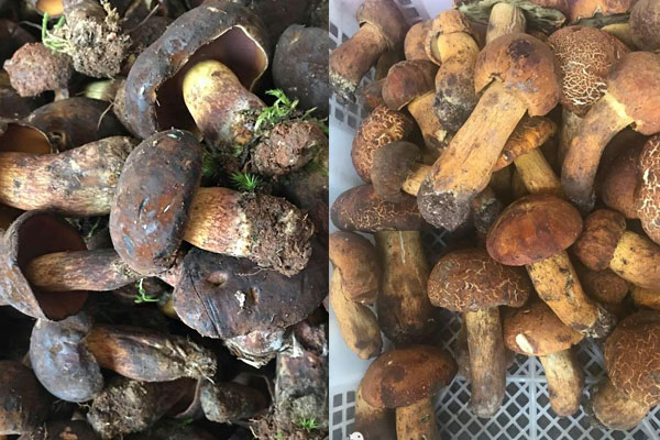 黃牛肝菌和黑牛肝菌哪個(gè)好 黃牛肝菌和黑牛肝菌哪個(gè)好