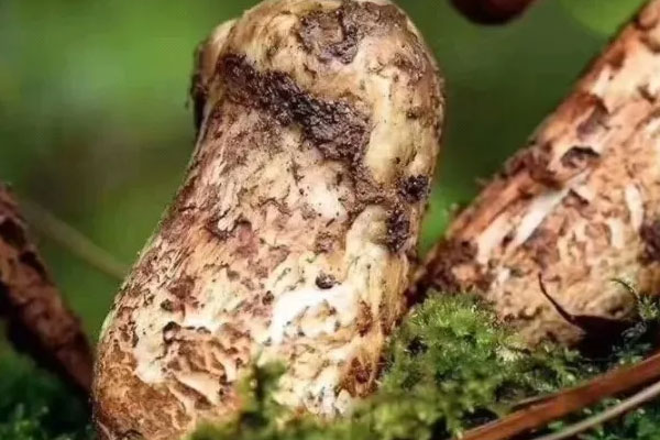 松茸開花了營養(yǎng)價值會降低嗎，姬松茸和松茸的區(qū)別