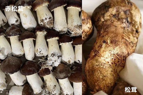 赤松茸和松茸一樣嗎，干松茸湯的做法