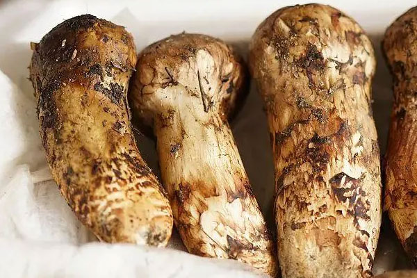 新鮮松茸怎么看等級 新鮮松茸怎么看等級