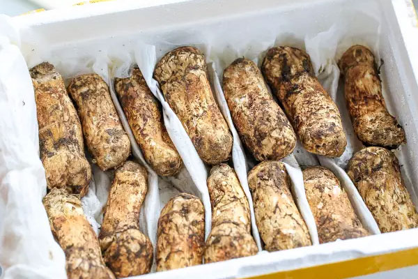 人工松茸和野生松茸的區(qū)別，野生松茸是發(fā)物嗎