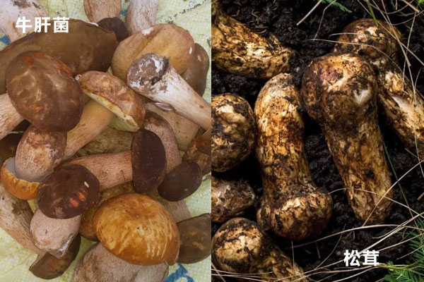 牛肝菌和松茸哪個口感更好 牛肝菌和松茸哪個口感更好