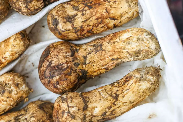 野生松茸生長在什么地方，人工種植的松茸營養(yǎng)價值如何