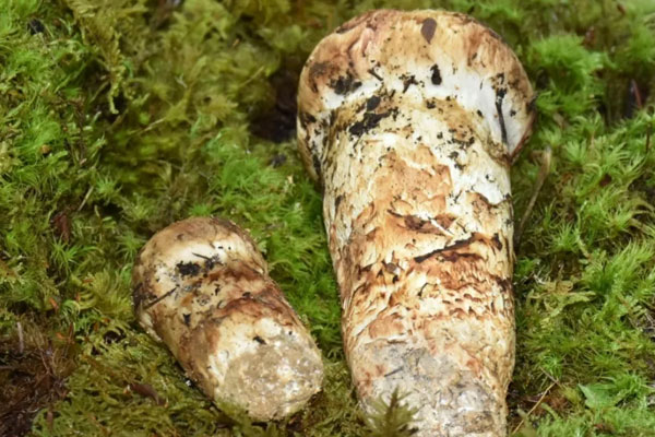 有松樹的地方就有松茸嗎，松茸生長在海拔多高的地方