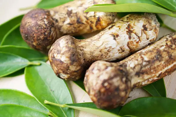 真正的松茸是什么樣的，什么樣的新鮮松茸是最好的