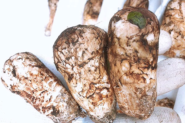 芝士焗松茸的食用禁忌 芝士焗松茸的食用禁忌