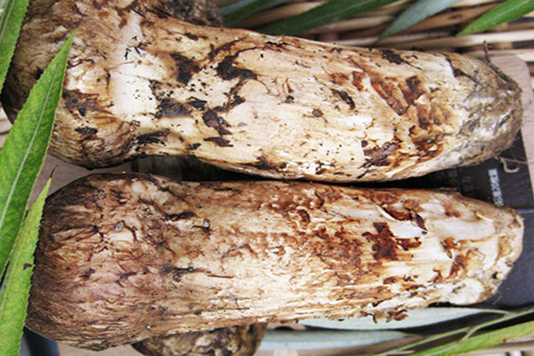 松茸壽司會導(dǎo)致發(fā)胖嗎