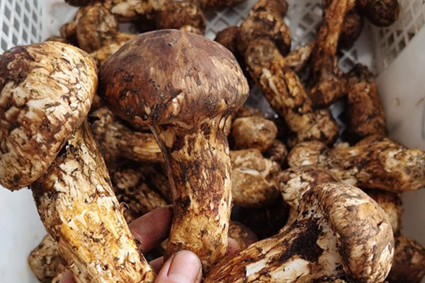 松茸炒臘腸需要焯水嗎 松茸炒臘腸需要焯水嗎