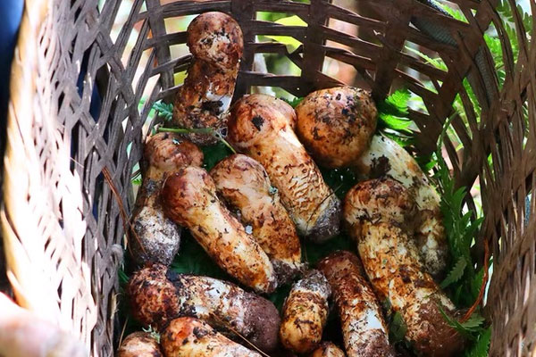 松茸排骨海帶湯孕婦能吃嗎 松茸排骨海帶湯孕婦能吃嗎