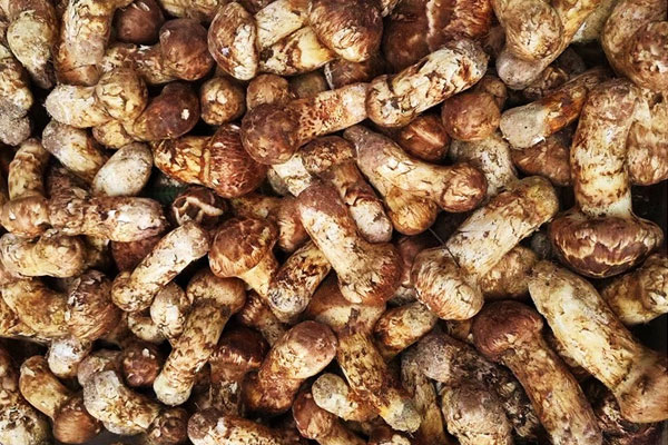 松茸排骨海帶湯的食用禁忌 松茸排骨海帶湯的食用禁忌