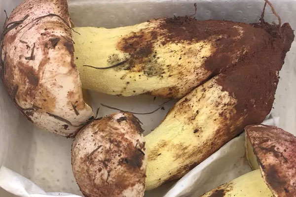 牛肝菌炒蜜豆需要焯水嗎 牛肝菌炒蜜豆需要焯水嗎