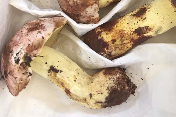 牛肝菌炒蜜豆的功效作用 牛肝菌炒蜜豆的功效作用