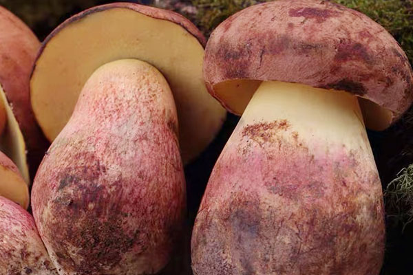 見手青是什么，見手青好吃嗎