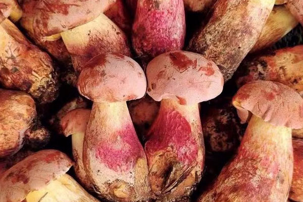 吃見手青的注意事項(xiàng) 吃見手青的注意事項(xiàng)