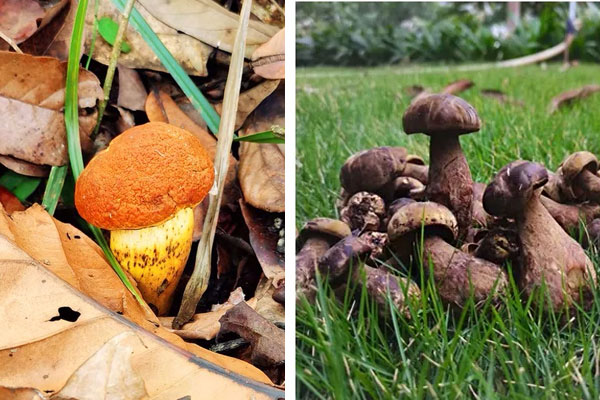 黃牛肝菌和黑牛肝菌哪個貴，黃牛肝菌煲湯怎么做