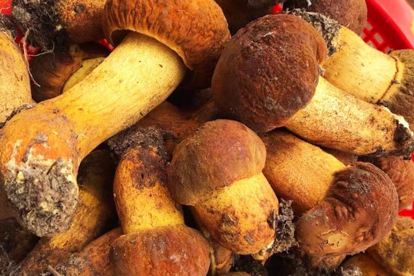 紅油牛肝菌的食用禁忌 紅油牛肝菌的食用禁忌