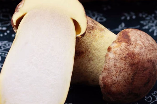 紅油牛肝菌的功效作用與營養(yǎng)價值 紅油牛肝菌的功效作用與營養(yǎng)價值