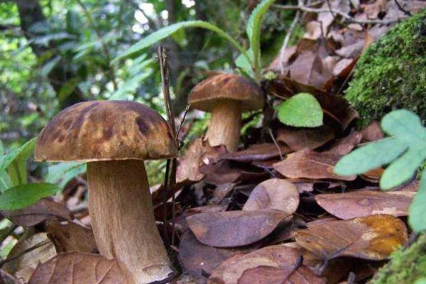 在中國哪里有牛肝菌生長，牛肝菌是什么