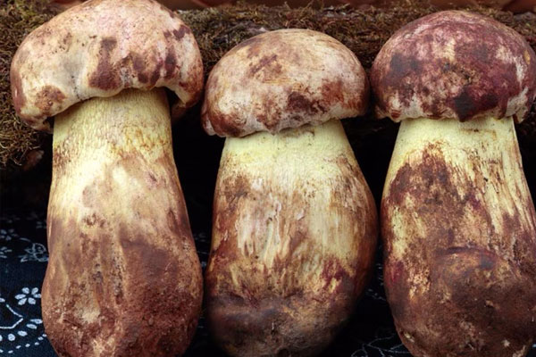 什么是牛肝菌 什么是牛肝菌