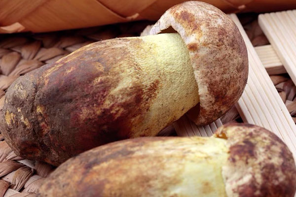 牛肝菌的等級 牛肝菌的等級