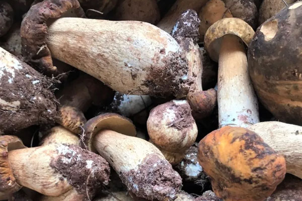 哪里出產(chǎn)的牛肝菌最多 哪里出產(chǎn)的牛肝菌最多