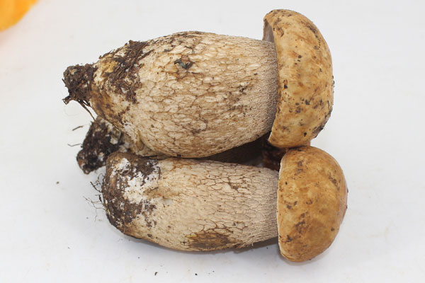 白牛肝菌的功效與作用，白牛肝菌和白蔥牛肝菌一樣嗎