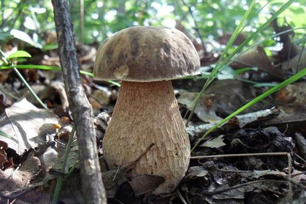 美味牛肝菌幾月份有，春天有牛肝菌嗎