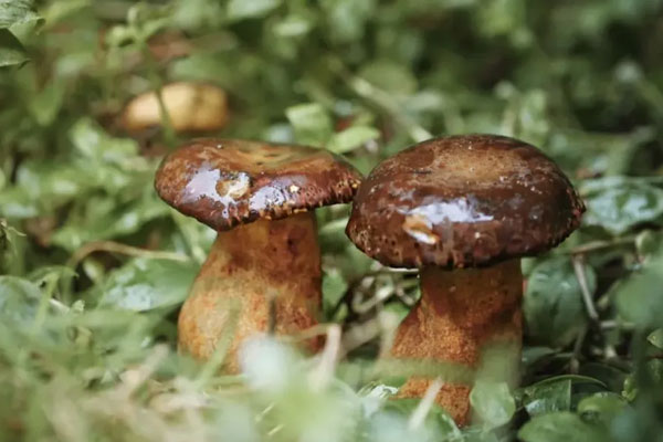 牛肝菌天麻雞湯的食用禁忌 牛肝菌天麻雞湯的食用禁忌