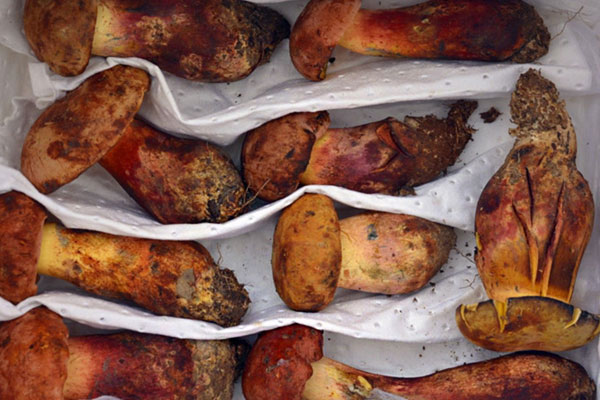 牛肝菌屬于什么菌型 牛肝菌屬于什么菌型