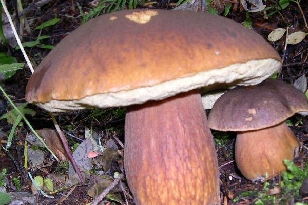 美味牛肝菌喜歡長在什么樹下 美味牛肝菌喜歡長在什么樹下