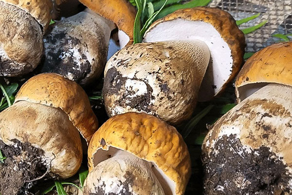 美味牛肝菌的美味源自何處 美味牛肝菌的美味源自何處