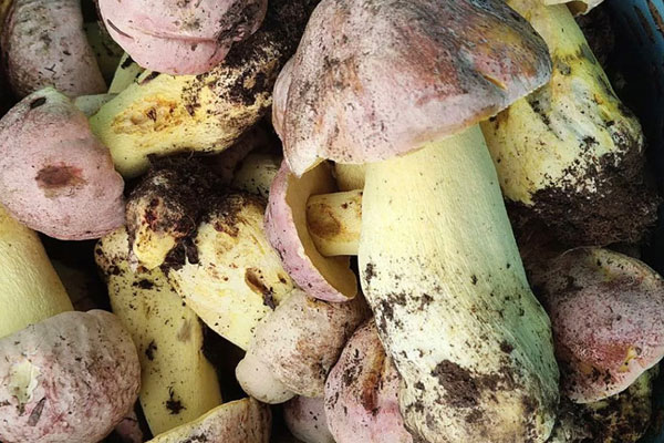 心血管患者可以吃牛肝菌嗎，胃糜爛可以吃牛肝菌嗎