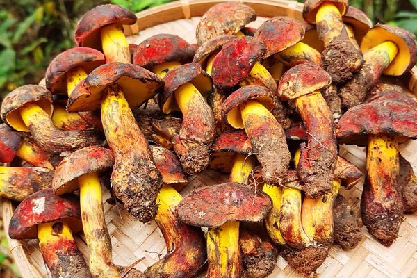 牛肝菌只有一種嗎 牛肝菌只有一種嗎