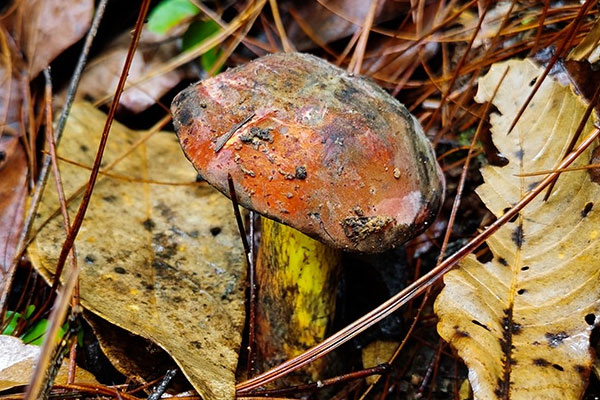 支氣管擴(kuò)張可以吃牛肝菌嗎，脾胃虛弱可以吃牛肝菌嗎