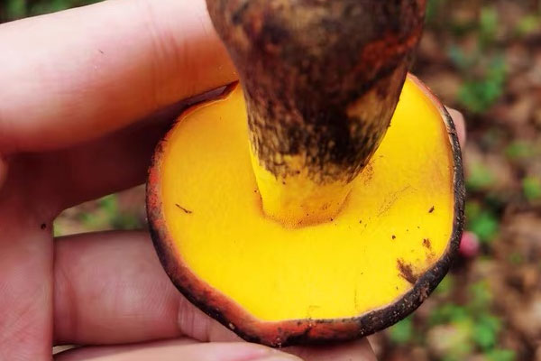 脾胃虛弱能吃牛肝菌嗎 脾胃虛弱能吃牛肝菌嗎