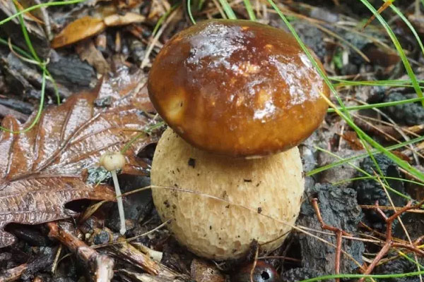 美味牛肝菌長在什么樹下 美味牛肝菌長在什么樹下