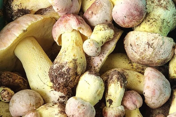 經(jīng)常吃牛肝菌能夠調(diào)理腸胃嗎 經(jīng)常吃牛肝菌能夠調(diào)理腸胃嗎