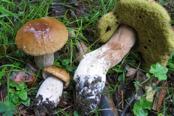 美味牛肝菌可以抗癌嗎 美味牛肝菌可以抗癌嗎