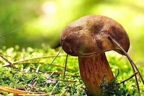 兒童可以吃牛肝菌嗎 兒童可以吃牛肝菌嗎