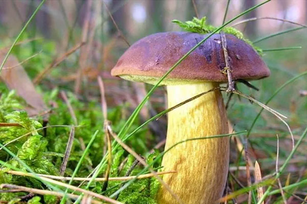 減肥可以吃牛肝菌嗎，來月經(jīng)能吃牛肝菌嗎