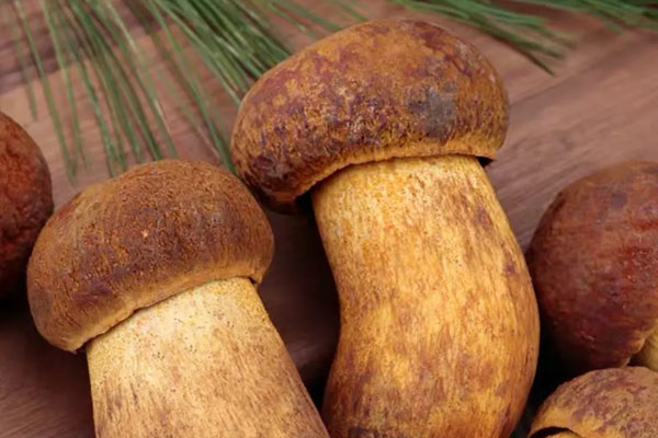 牛肝菌有沒有雌激素嗎 牛肝菌有沒有雌激素嗎