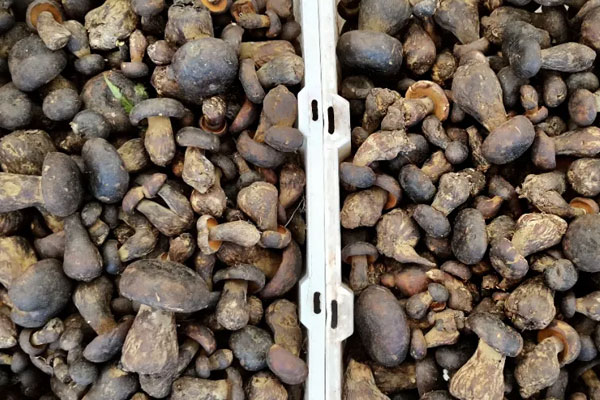  牛肝菌是發(fā)物嗎，牛肝菌的桿可以吃嗎