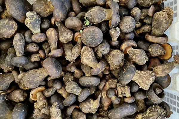 咳嗽有痰可以吃牛肝菌嗎，海鮮過敏可以吃牛肝菌嗎