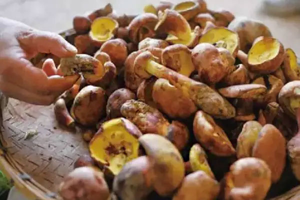 牛肝菌怎么吃才安全 牛肝菌怎么吃才安全