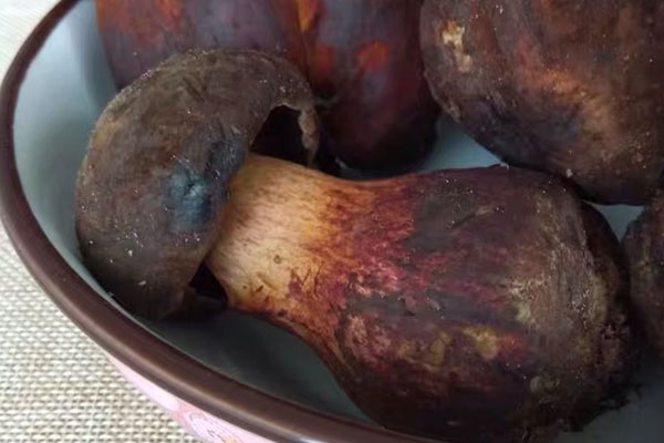 牛肝菌會引起腹瀉嗎，吃牛肝菌的注意事項(xiàng)